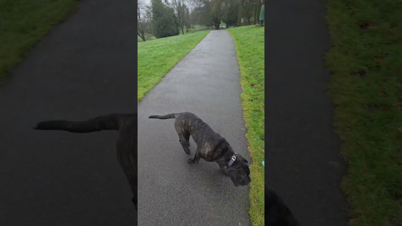 Day 6 content dog walk part 2 #7dayactivation ##bouncer #bouncerhub #canecoso #dogs #walk 