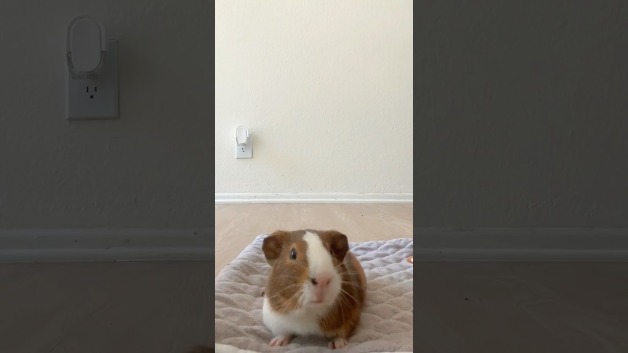 Vroooom vroom🏎️💨 (they got so many treats after this)