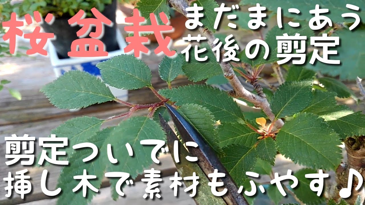 桜盆栽まだまにあう花後の剪定　剪定ついでに挿し木で素材も増やす♪
