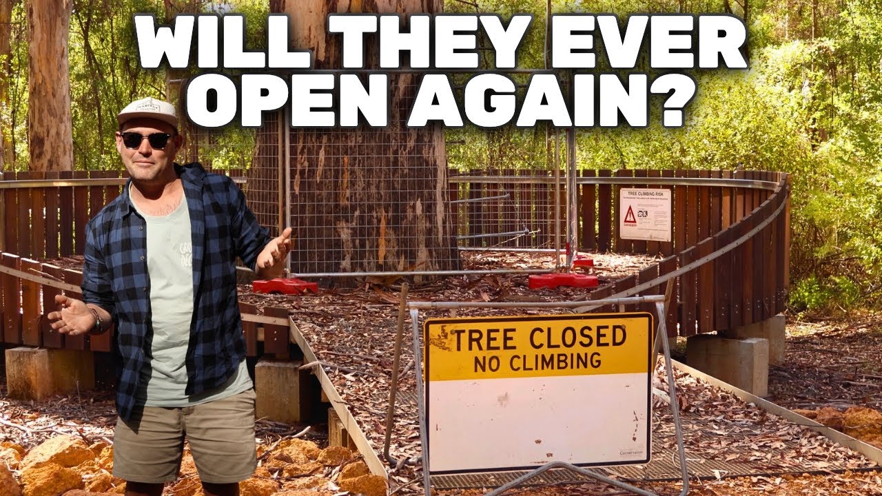 🔥Will the Fire Trees Ever Be Open Again? Not Climbing the Gloucester & Bicentennial Trees😳
