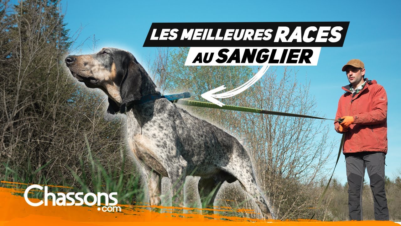 Quels sont les meilleurs chiens pour la chasse du sanglier?
