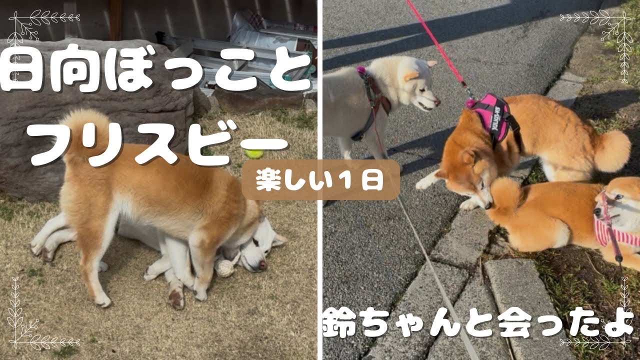 日向ぼっことフリスビー#柴犬＃白柴＃赤柴＃ご飯#散歩＃ヤンチャガール ＃多頭飼い＃犬のいる生活＃癒し＃可愛い#楽しい1日#8ヶ月＃5才＃鬼嫁＃優夫#犬バカ#あそび#日向ぼっこ