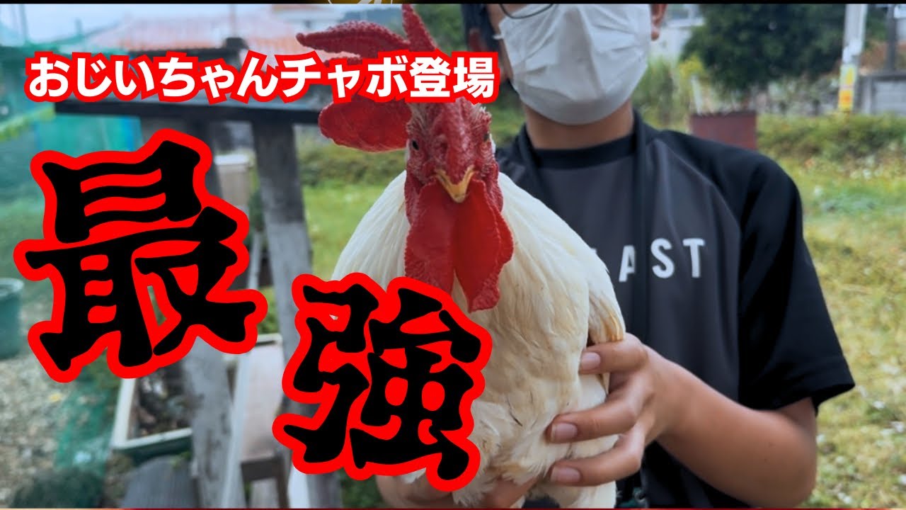 【最強にわとり】養鶏少年のおじいちゃんチャボがうちにやって来ました