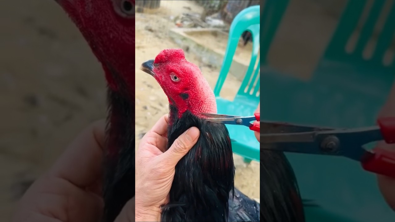 Rooster Triming Technique At Home#kingaseel #aseelmurga #murga #rooster #aseel