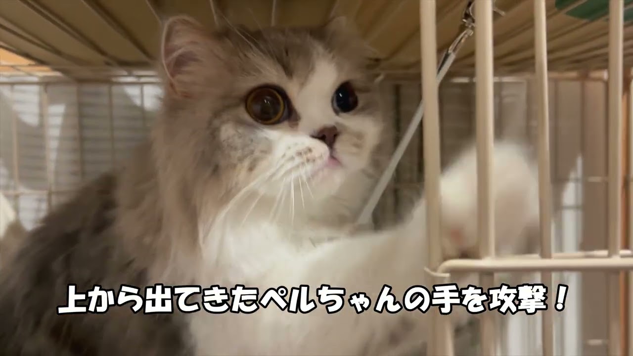 【ケージの中と上の猫】＃269
