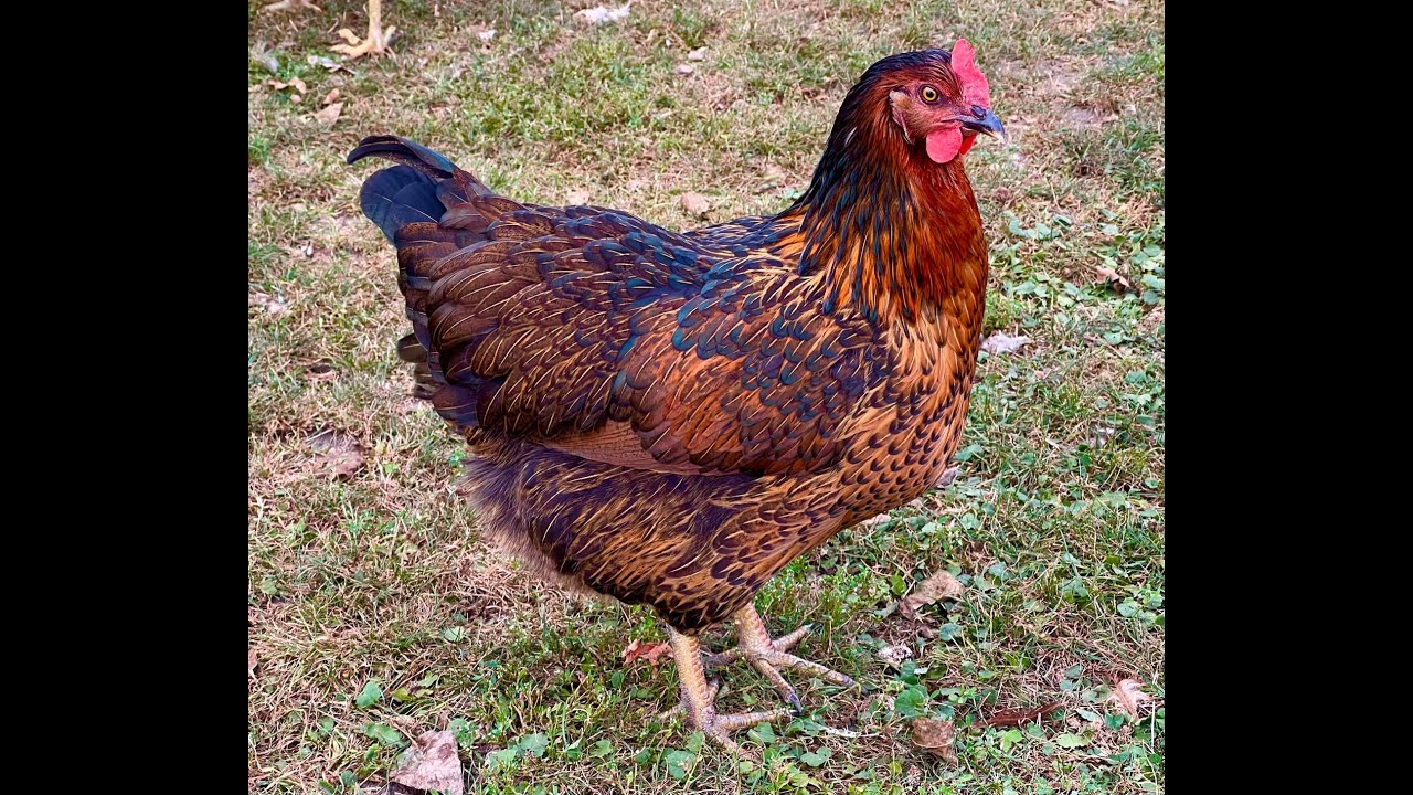 Обновление за 4 месяца &mdash; Black Sex Link Chickens | Black Star
