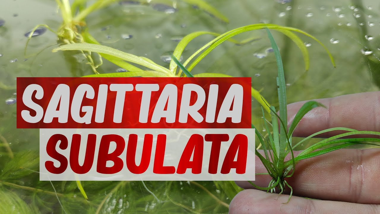 SAGITTARIA SUBULATA (Origine, maintenance, bouturage)
