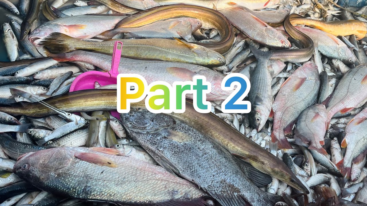 Part 2 वाण्यातला मोठेया म्हावराच्या धमाकुल😱😱😱  1 numbe quality chi Fish