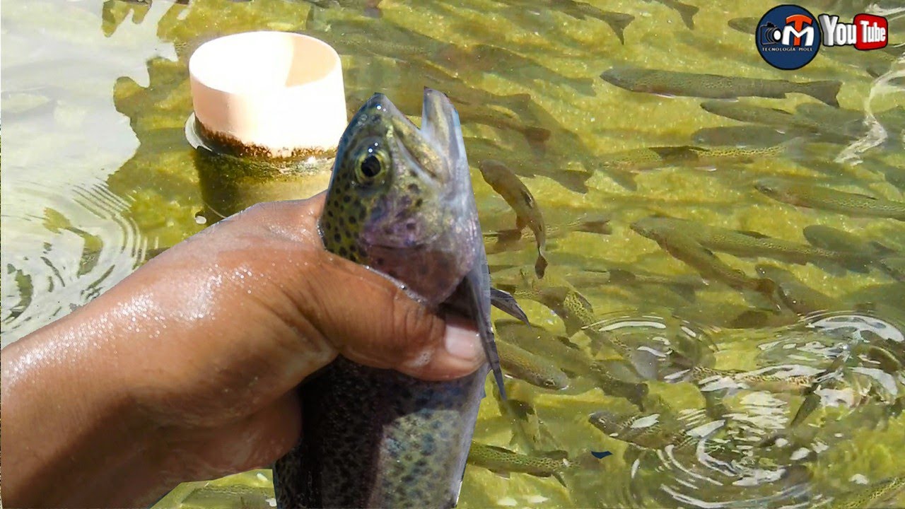 Crianza de Truchas en Apurimac Perú  -  pesca y cocina de Truchas
