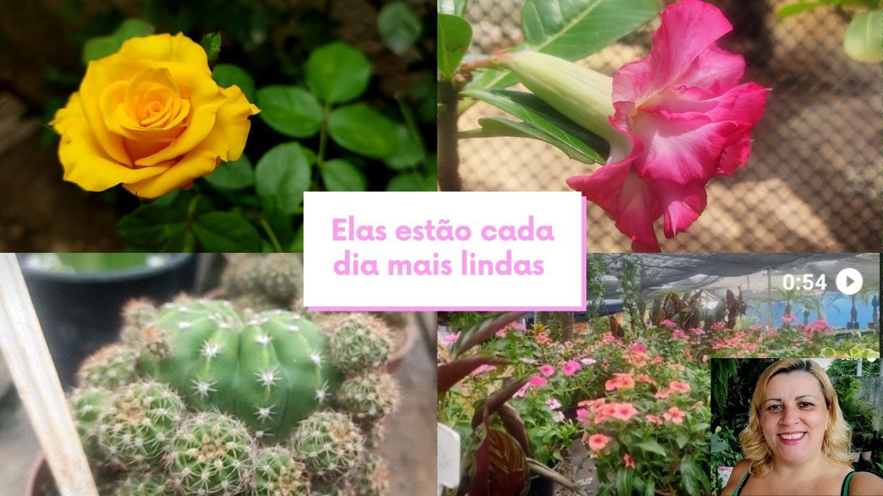 rega de suculentas/rega de Begônias/plantas novas em casa