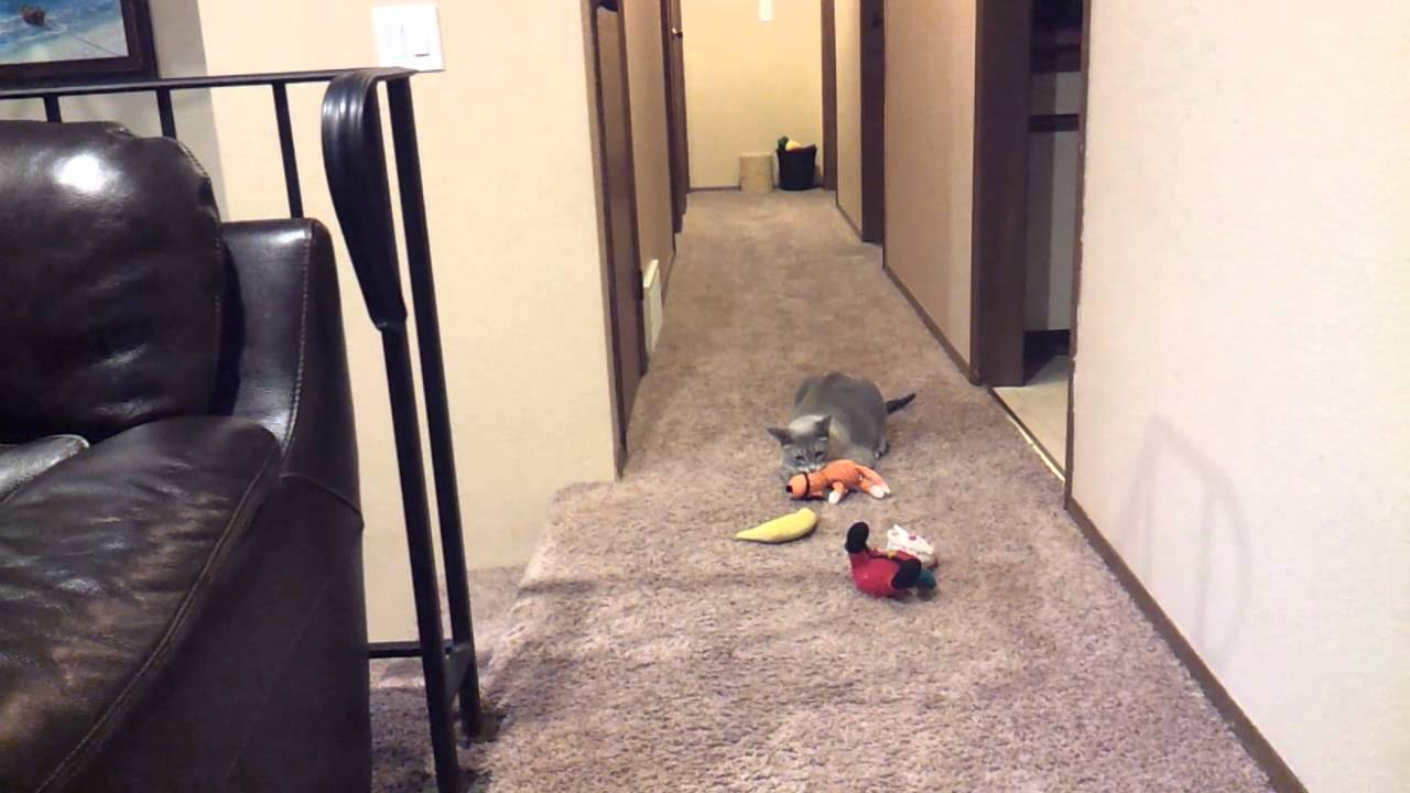 Sad cat cries when her humans leave