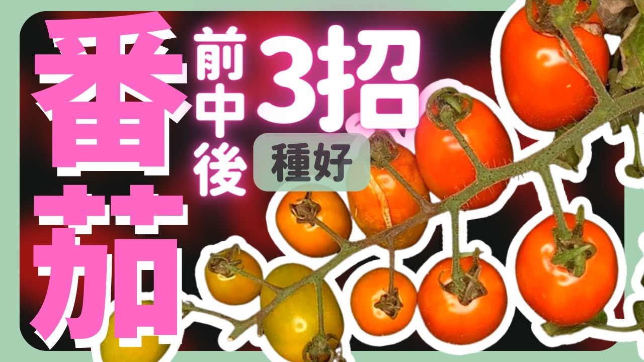 怎麼種番茄？注意「前中後」3個重點！ | How to grow Tomato |《葛斯怎麼種》37