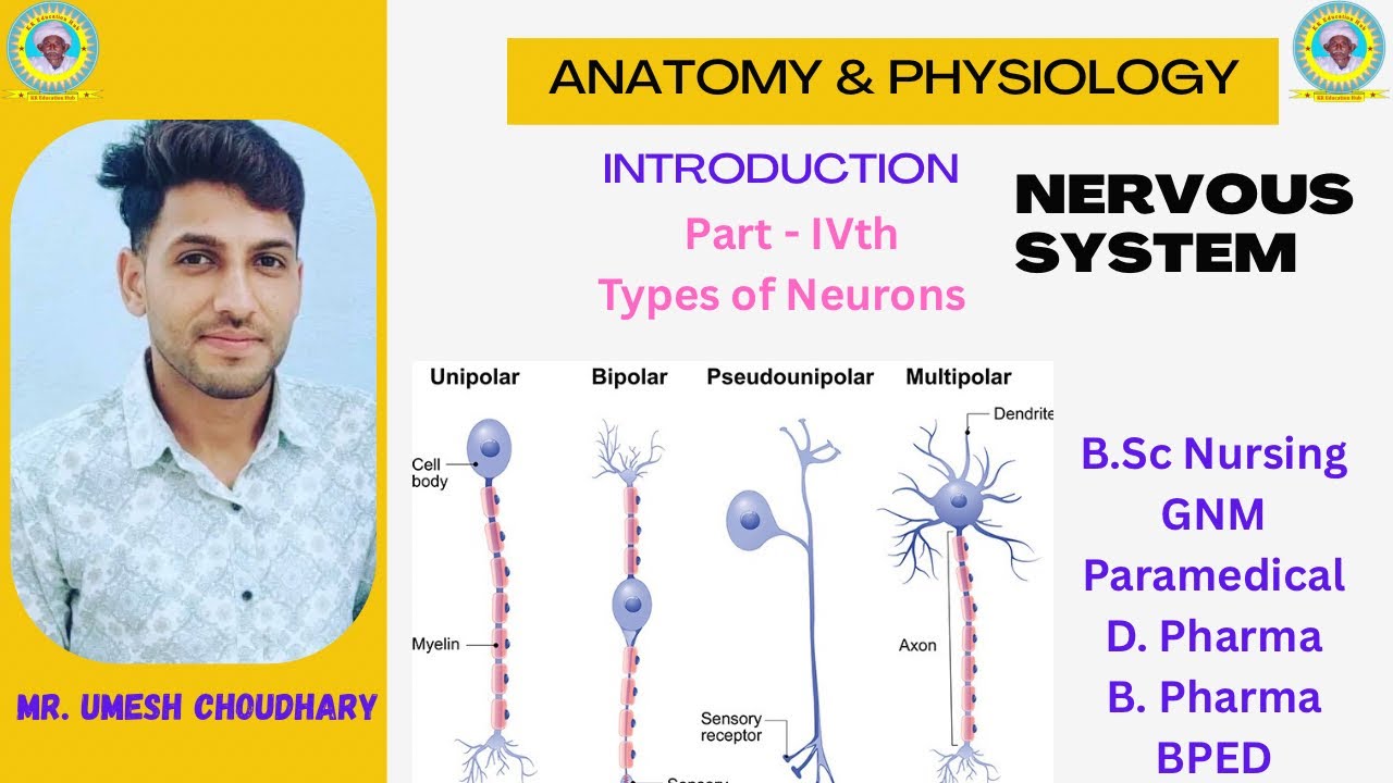 The Nerve System // Introduction // Part - IV / Axon //Types of Neuron