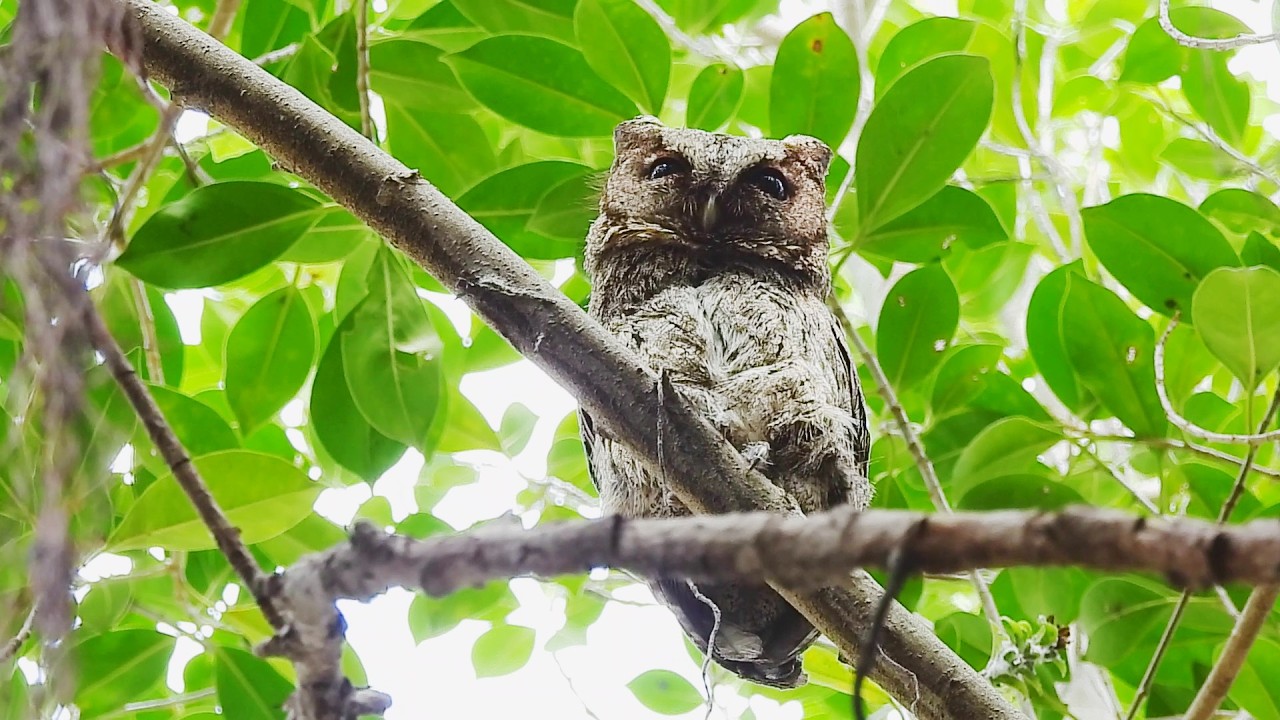 領角鴞（Collared scops owl）