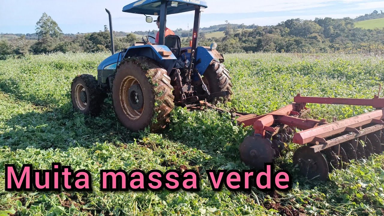 Derrubando o nabo pra não deixar dar sementes#passando a grade niveladora.