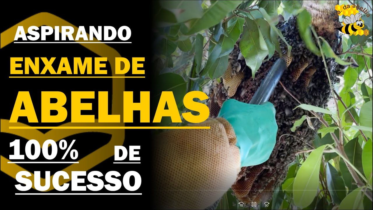 ASPIRADOR DE ABELHAS? Técnica de resgate de abelhas em cidades com 100% de sucesso e eficiência!