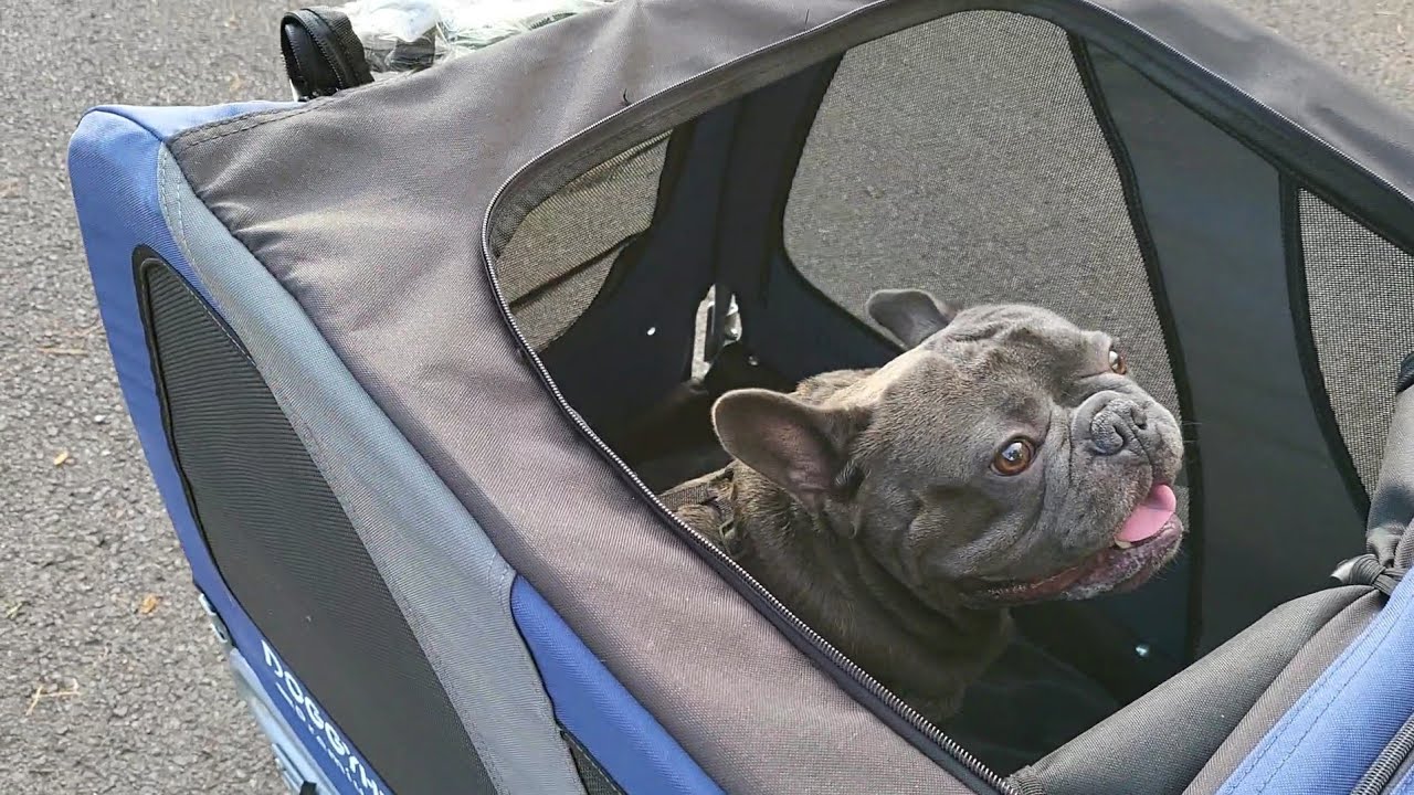 Bob has a Doggyhut Stroller and bike carrier