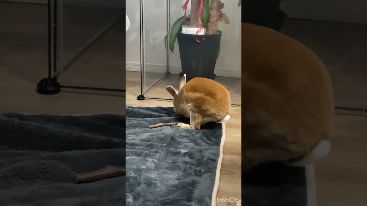 【ウサギ】朝から掘り掘りマン🐇いったい何をお探しで？　♯ミニレッキス♯rabbit #うさぎちゃん