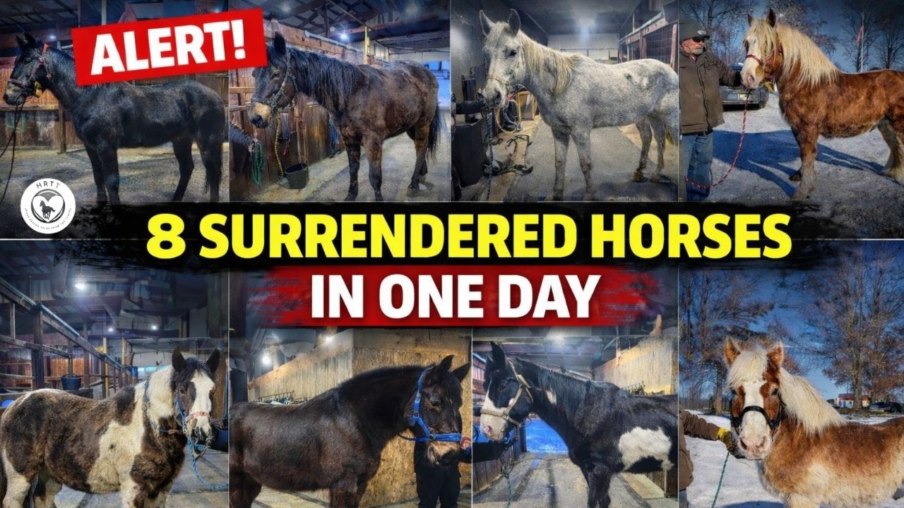 8 Horses Found Safety in One Cold, Unforgettable Day!