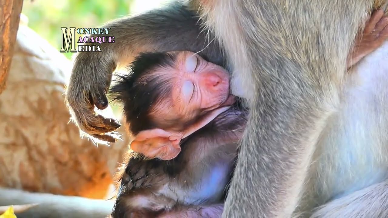 Monkey mommy embracing her newborn warmly with heartfelt love
