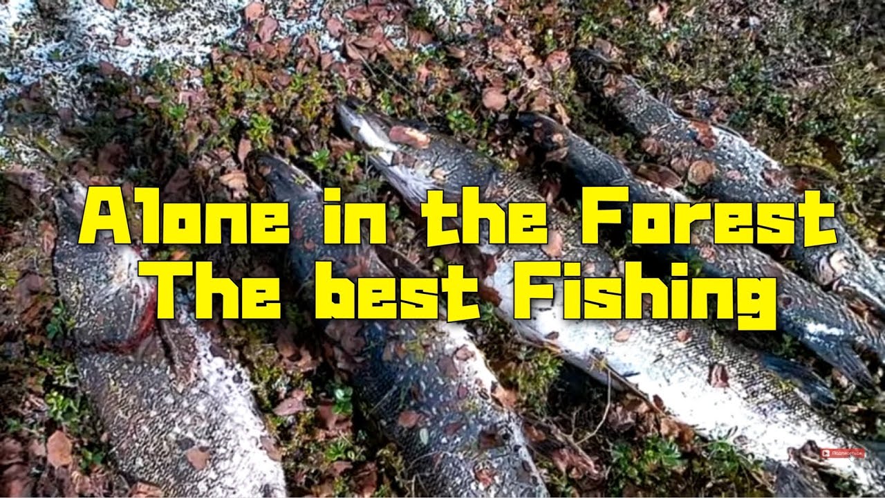 Один в тайге. Лучшая рыбалка! The best fishing!