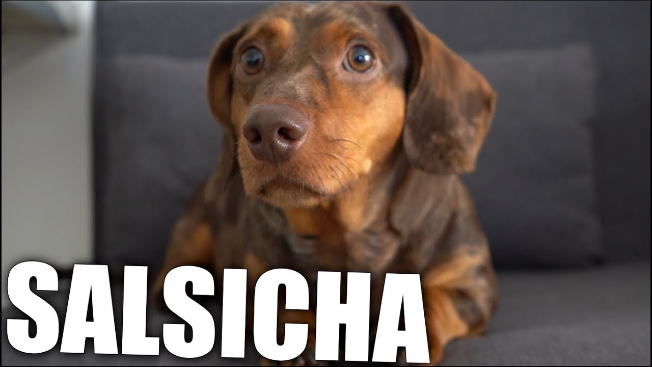 O QUE OS CACHORROS PENSAM?