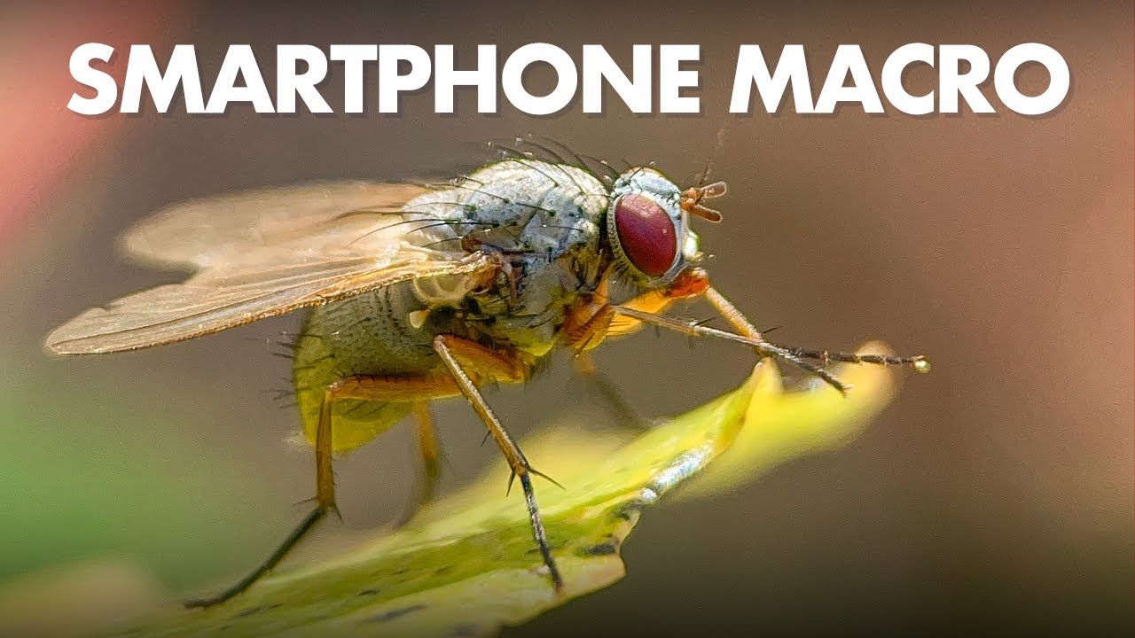 Smartphone Macro Photography with the Kase Master Macro Lens