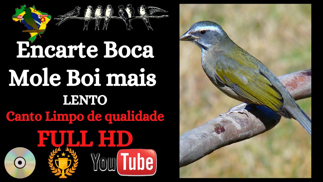 Encarte Boca Mole BOI mais LENTO