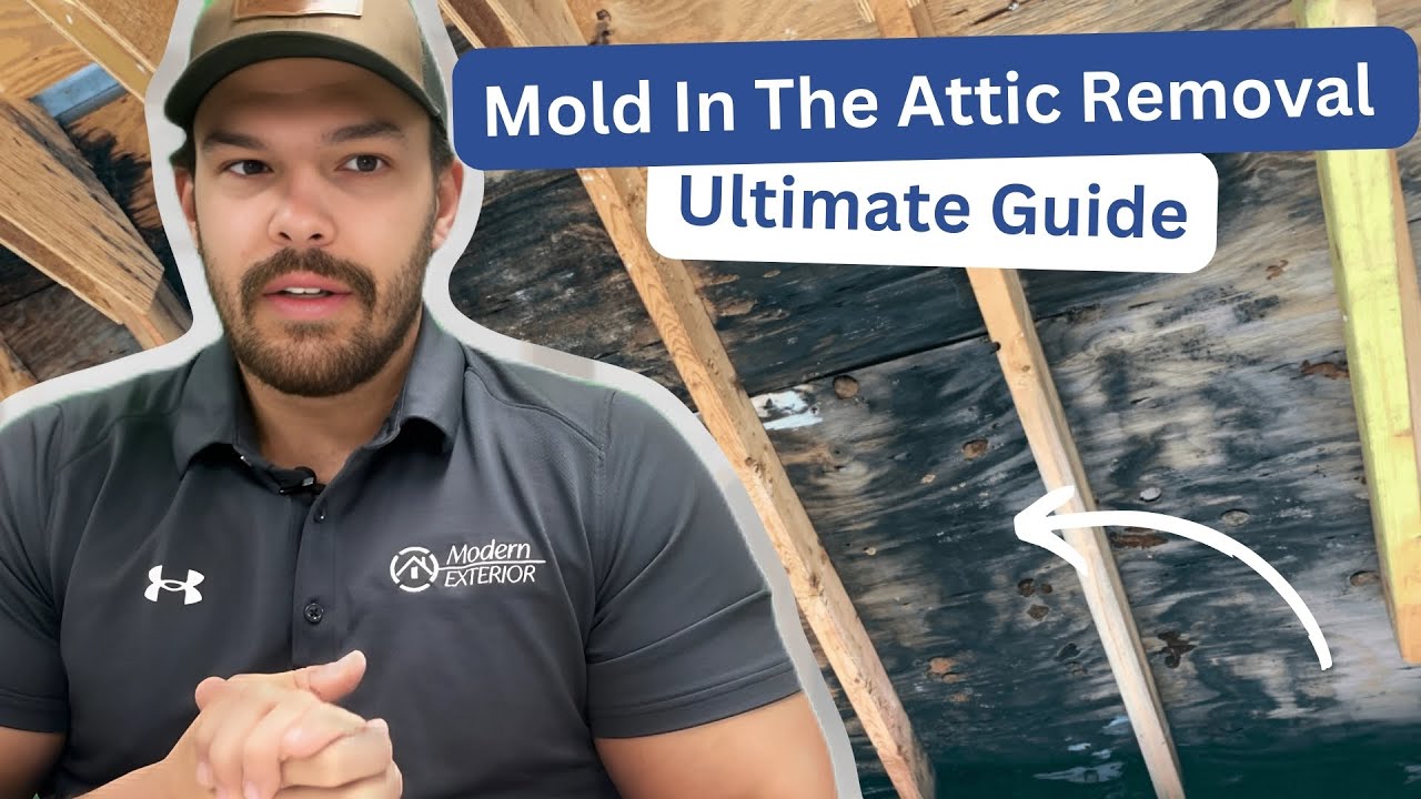 Mold in the Attic Removal Ultimate Guide
