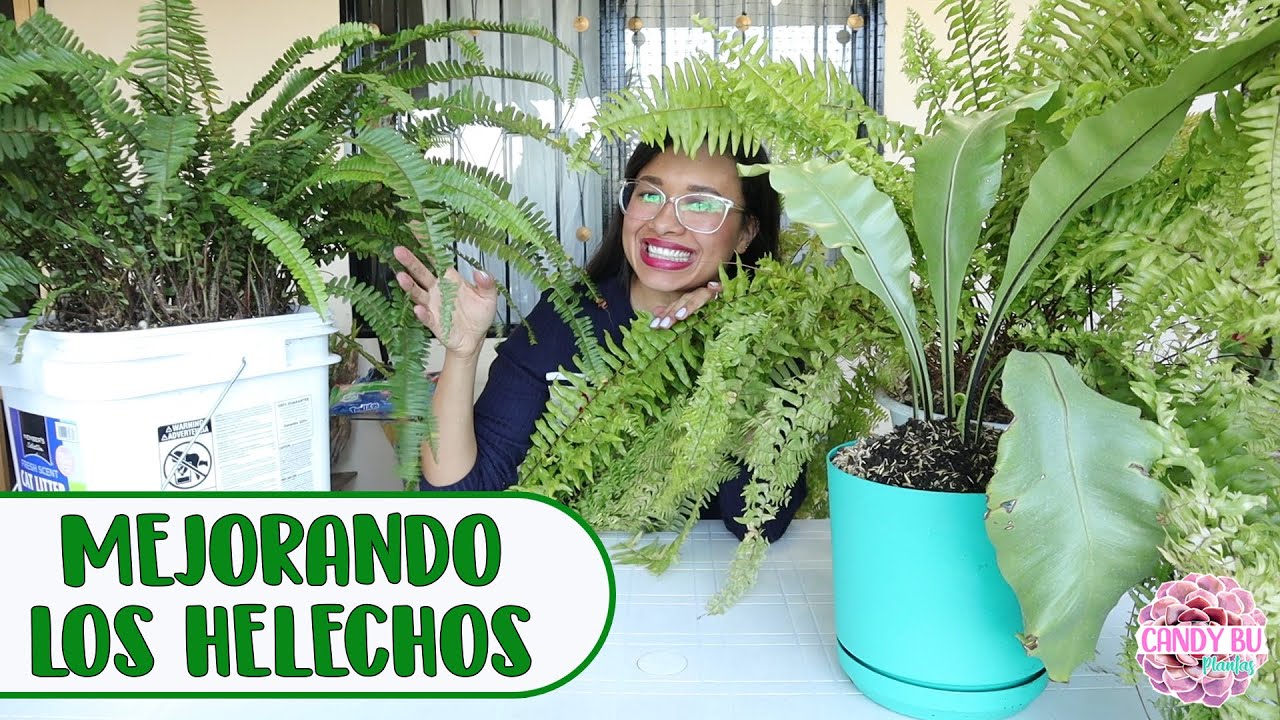 Cambiando el sustrato a HELECHOS│Candy Bu
