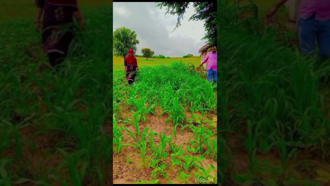 Sukoon to gaon me hi hai #rajasthanvlog #vlogs #desertsafari #jaisalmertour #shortvideo #familyvlog