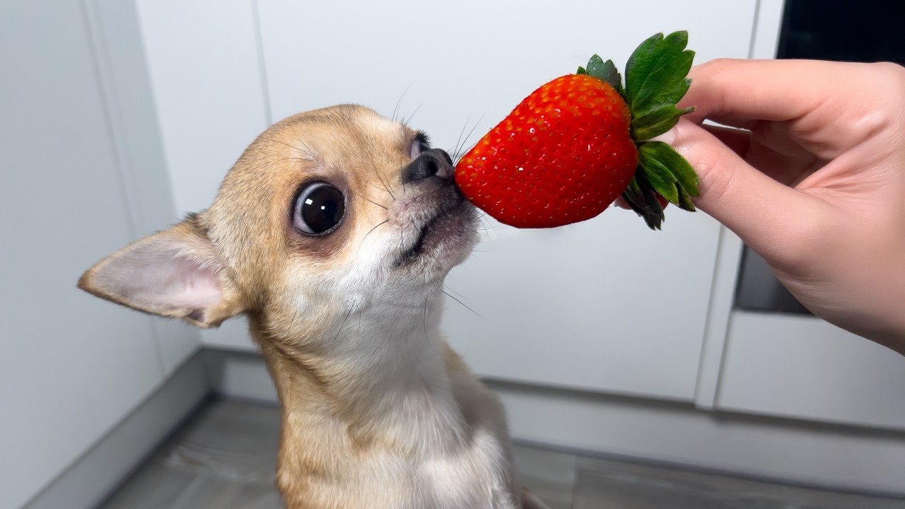 Little Dog LOVES Eating Strawberries! 🍓
