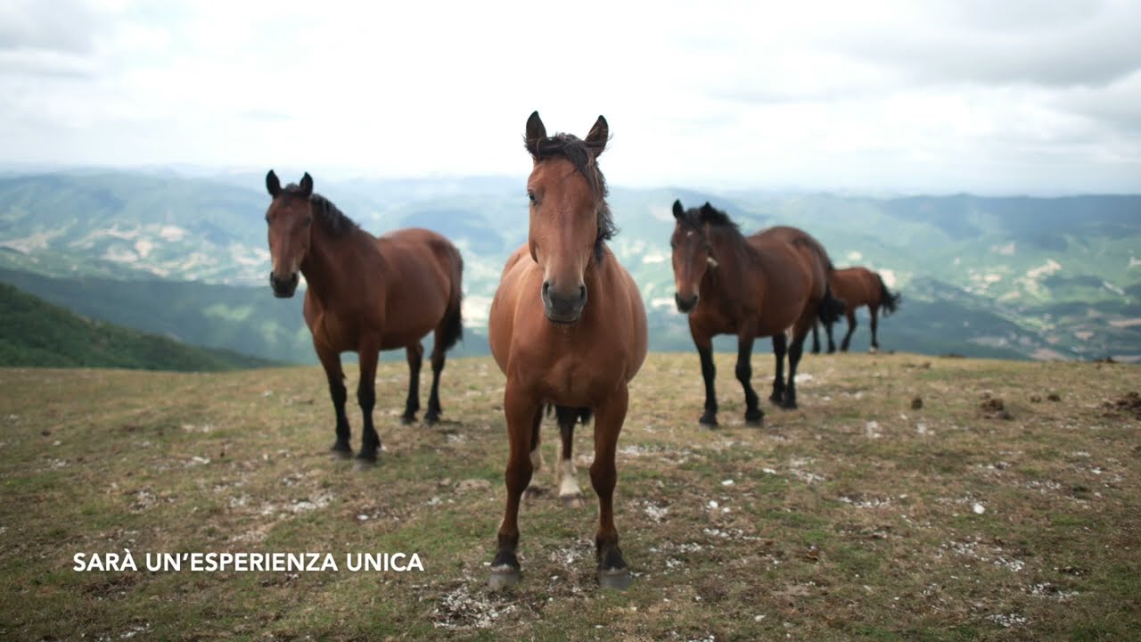 Il cavallo del Catria