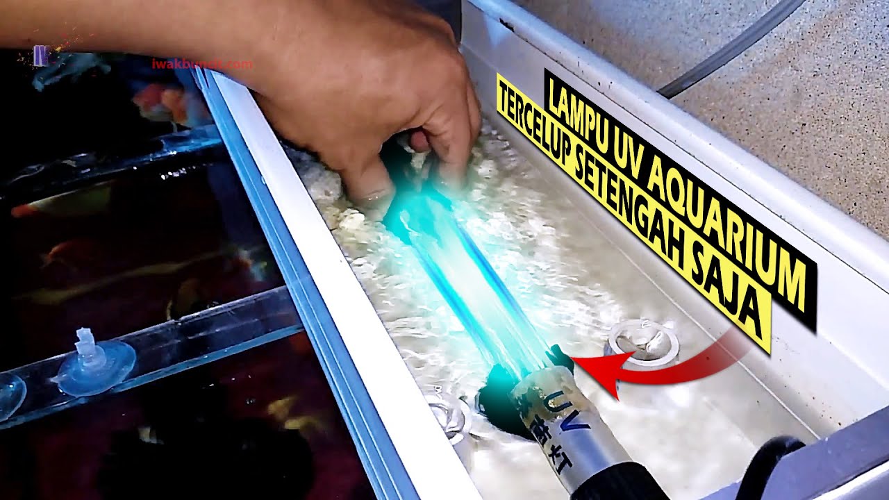 Bolehkah Lampu UV Aquarium Tercelup Sebelah Saja? Masih Bisakah Berfungsi Maksimal?