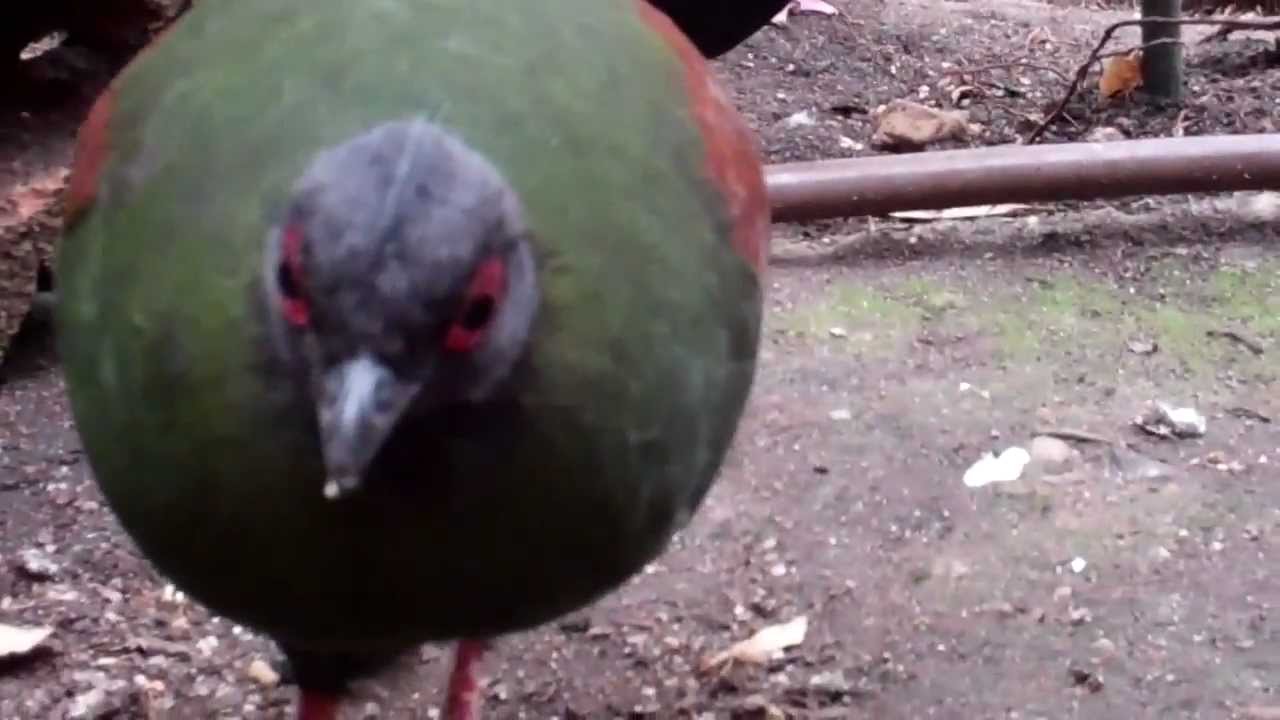 Birds of the Philadelphia Zoo