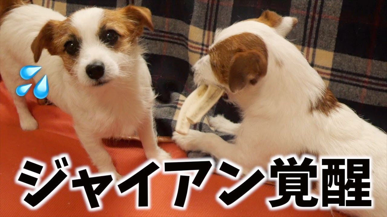 兄の物もぶん取って全て自分のものにする強欲すぎる弟犬/ジャックラッセルテリア/多頭飼い