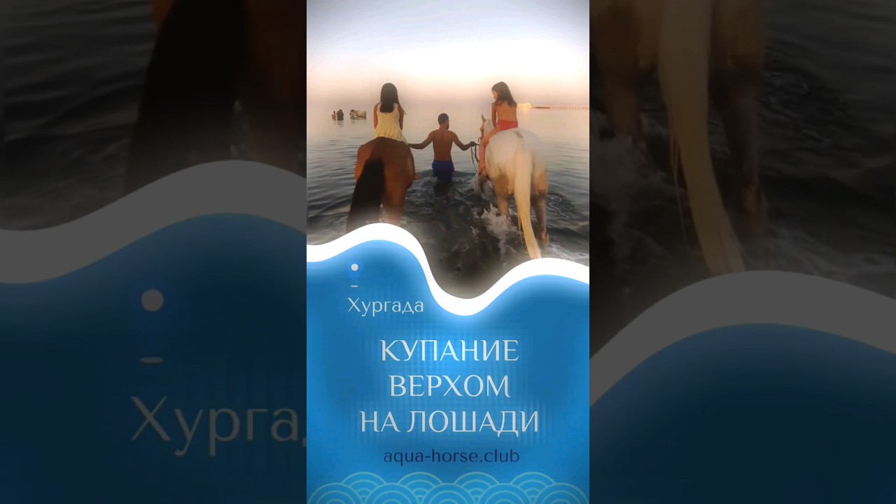 Хургада конные прогулки и купание верхом на лошади, Aqua Horse Hurghada, конюшня в 200 м от моря!