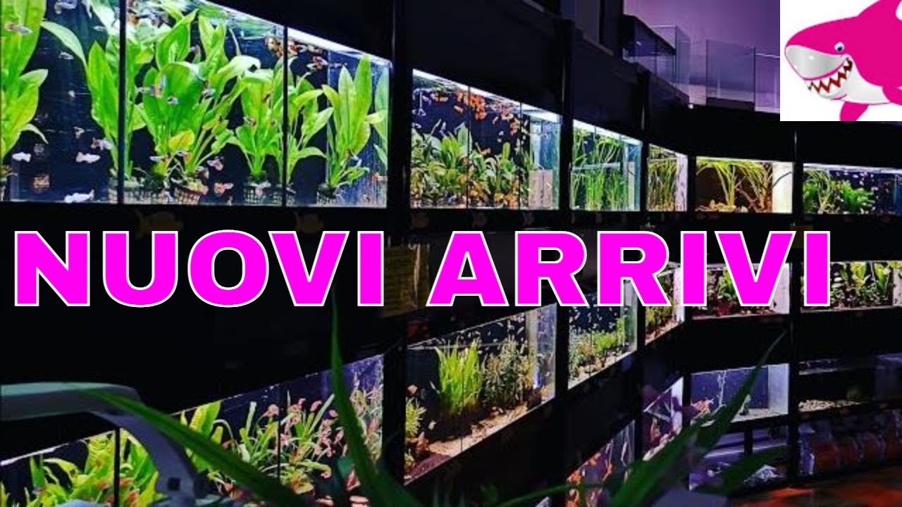 NUOVI SUPER ARRIVI by Tropicalmania 😀 ( parecchie novità )
