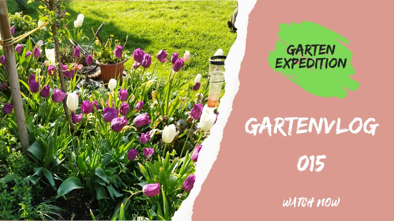 Tulpen ausknipsen, Wildblumenwiese im Mai, Kaulquappen im Teich - Gartenvlog