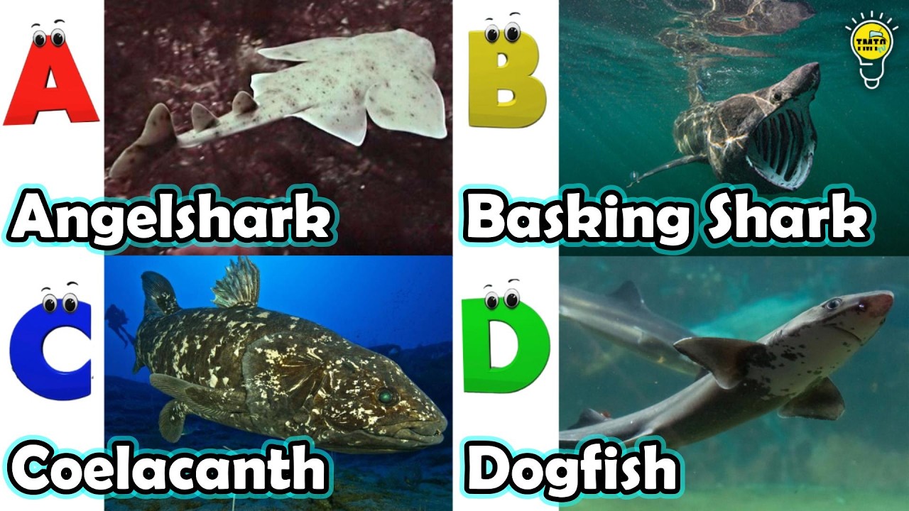 ABC phonics animals | ABC Sea Animals song | Alphabets Kids Song #angelshark