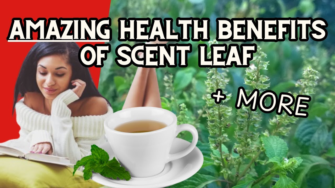 Scent Leaf - Medicinal uses, health benefits & precautions / Earth's Medicine