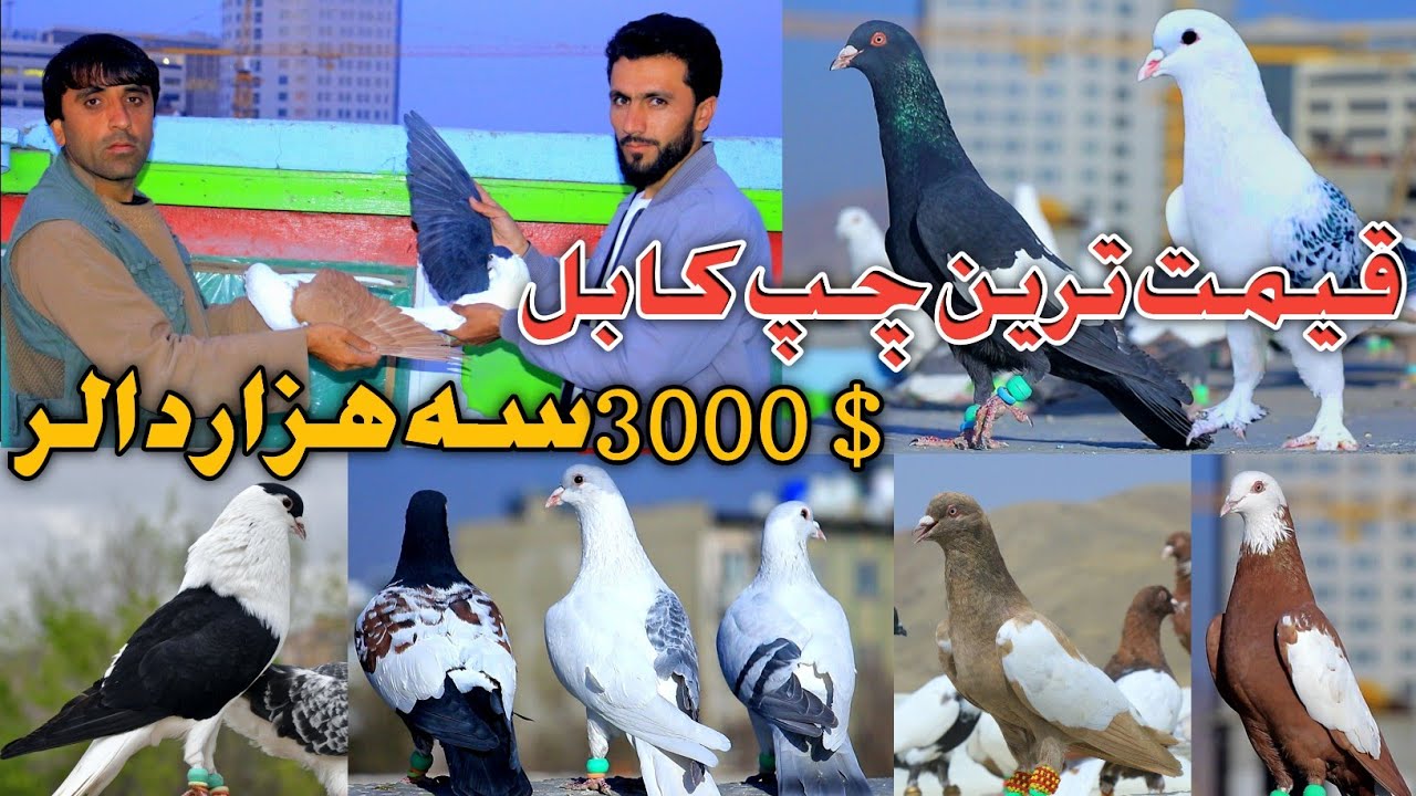 قیمت کفتر چپ از هزار افغانی الی 300،0$سه هزار دالر|شکار نجیب جان|The most expensive pigeons in Kabul