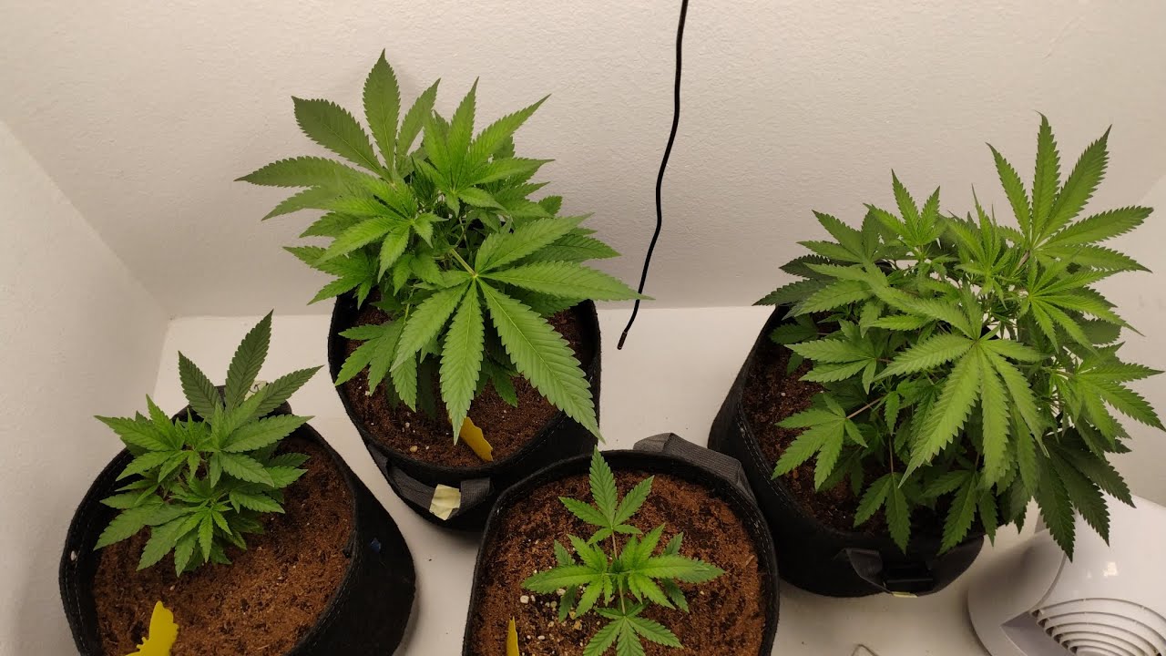 How to grow cannabis in your closet