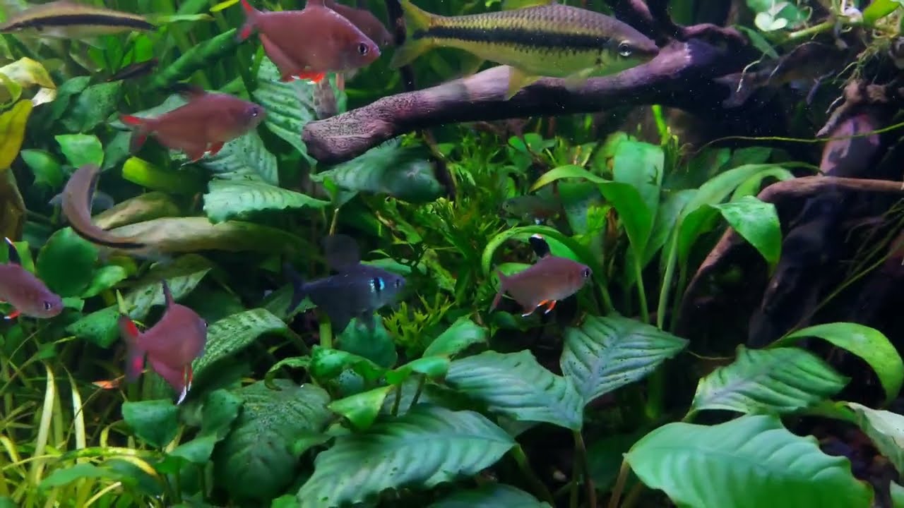 SNEAKY male fish spawns with another species. Phantom tetra x Rosy tetra
