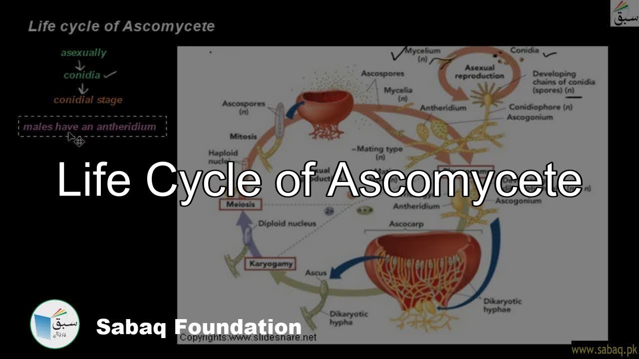Life cycle of Ascomycete, Biology Lecture | Sabaq.pk