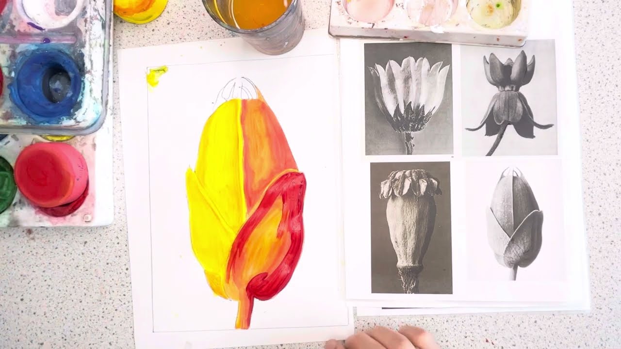 Watercolour version of a Blossfeldt Seedpod