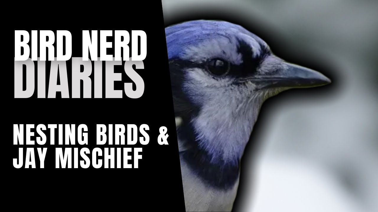 Nesting Birds & Jay Mischief | Bird Nerd Diaries