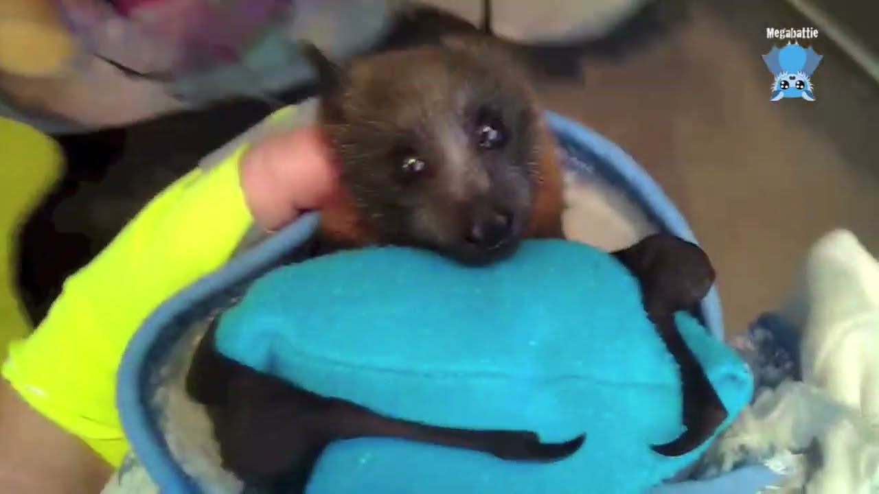 Rescuing a baby flying-fox hanging off a broom:  this is Fesse