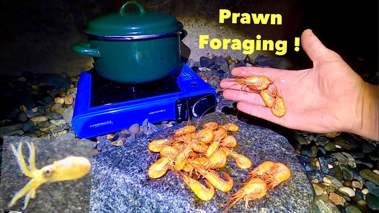 COASTAL FORAGING - Prawns , Lobsters , cuttle fish , fish , Beach cook up at 3am