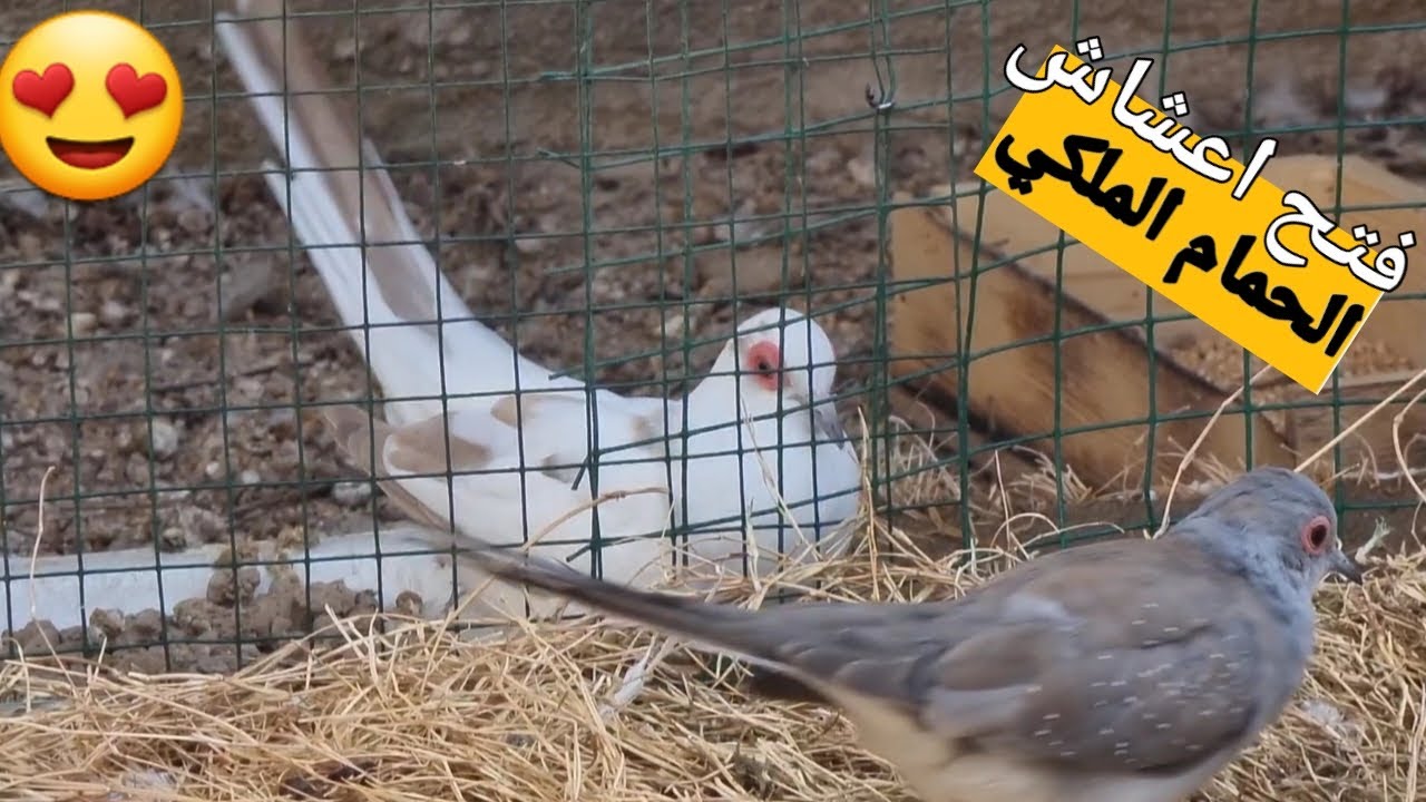 فتح اعشاش الحمام الملكي🐣 إنتاج جديد 😍